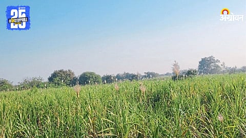 Sugarcane Season