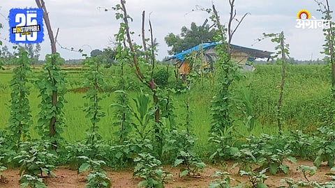 Agriculture