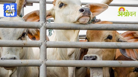 Cow Smuggling