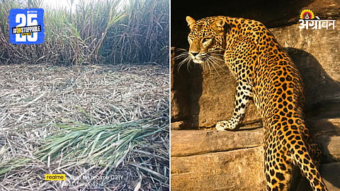 Leopard