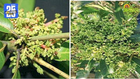 Mango Disease