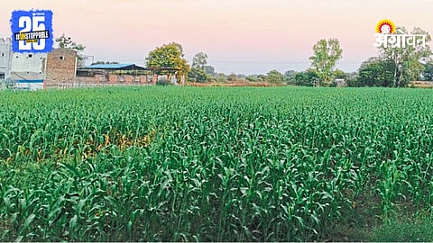 Rabi Season