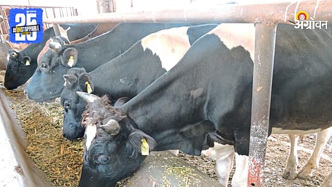 Cattle
