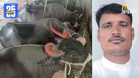 Buffalo Farming