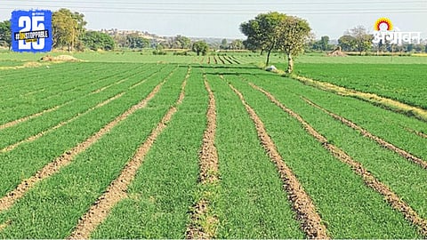 Rabi Sowing