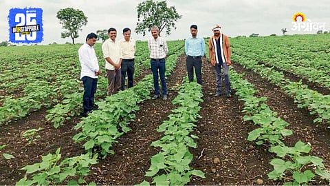 Cotton Farming