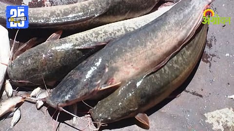 Thai Magur Fish