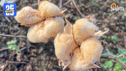 Cotton Crop 