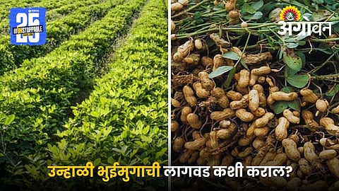 groundnut yield