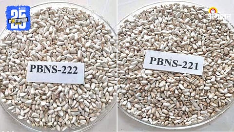 Safflower Variety