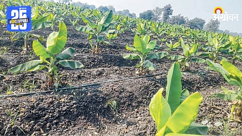 Banana Farming
