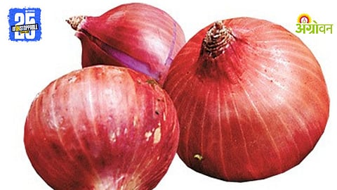 Red Onion Harvesting