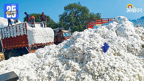 Cotton price increase