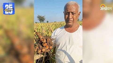 Turmeric Crop Disease