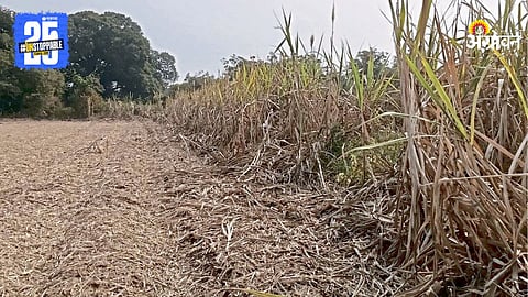Sugarcane Harvest