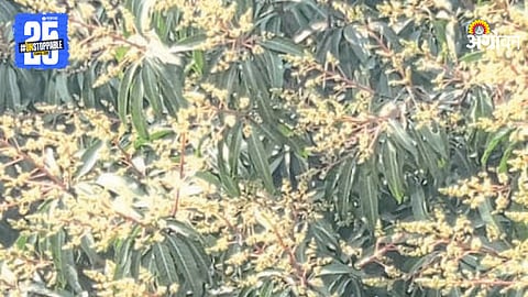 Mango Flowering