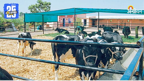 Livestock