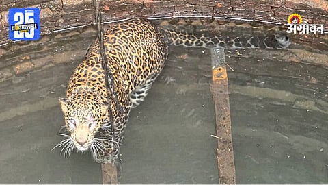 Leopard Human Conflict