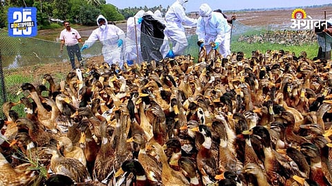 Bird Flu Outbreak 
