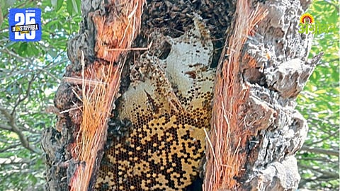 Honeybee Crisis