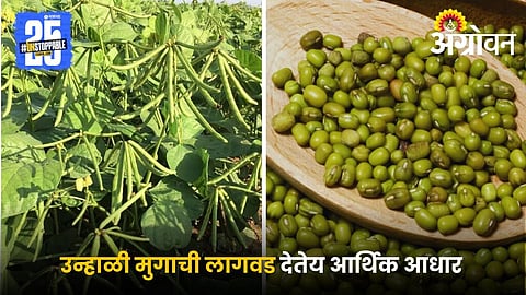 mung bean farming
