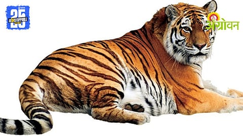 Tiger Terror