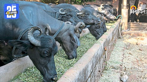 Livestock