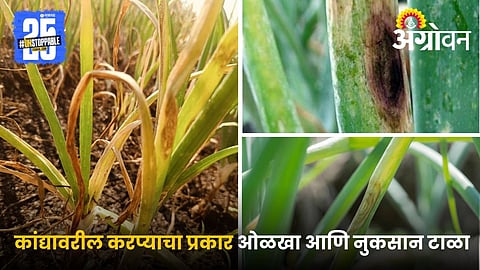 Onion Disease