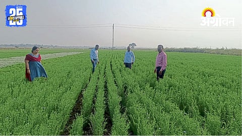 Flaxseed Farming