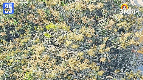Weather Impact