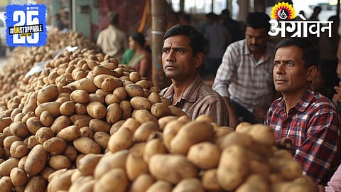 Potato Prices Crash