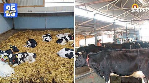 Livestock Care