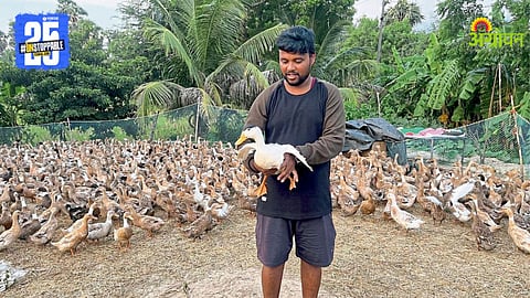Duck Farming