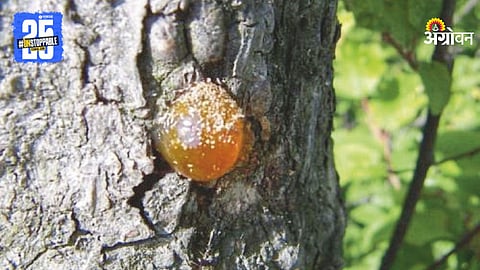 Ayurvedic Tree