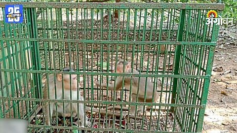 Monkey Catching Campaign