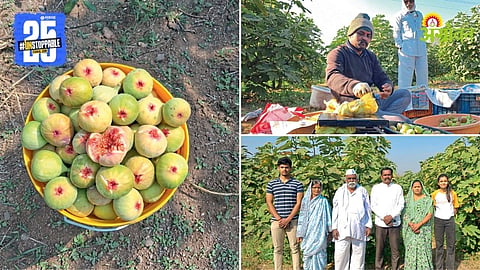 Fig Production