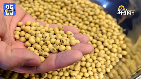 Soybean Prices