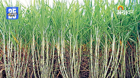 Sugarcane Farming