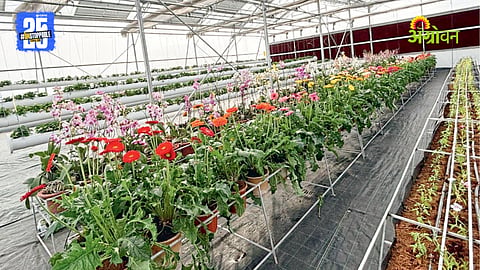 Solar Greenhouse