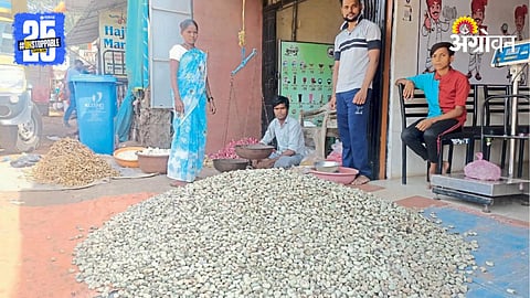 Cashew Farming