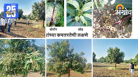 Mango Farming