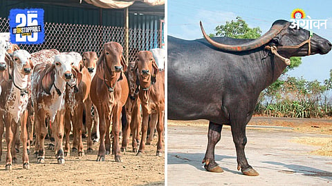 Animal Husbandry