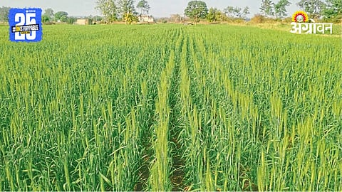 Rabi Season