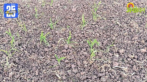 Crop Damage