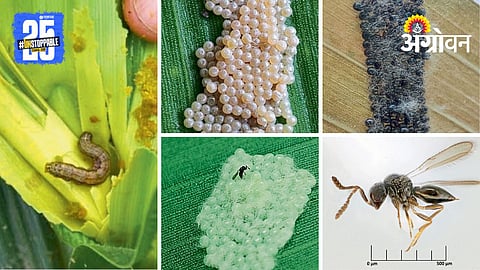 Armyworm In Maize