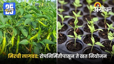 chilli plantation