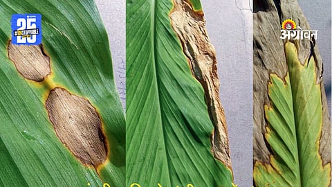 Turmeric Farming