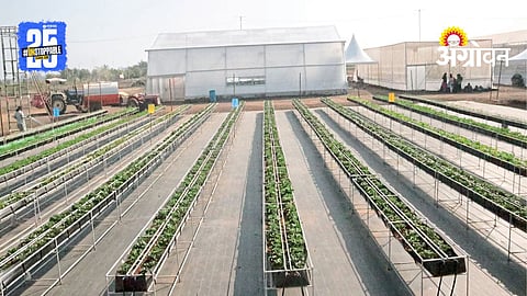 Soilless Farming