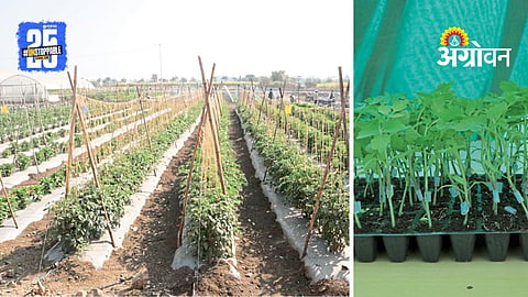 Vegetable Grafting