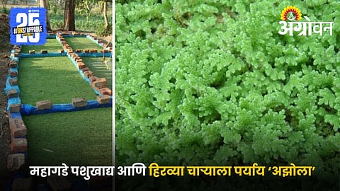 Azolla Pashukhadya